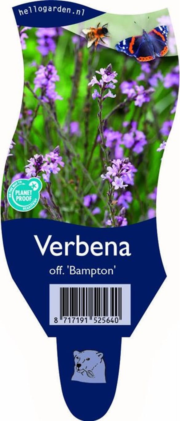 Verbena officinalis 'Bampton' - P11